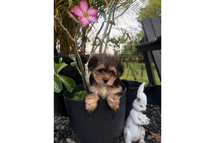 Morkie toy Hembra y macho Puerto Rico