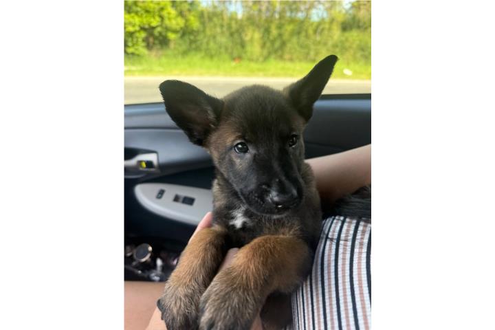 Belga Malinois  Puerto Rico
