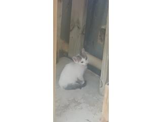SE DA EN ADOPCION  Puerto Rico