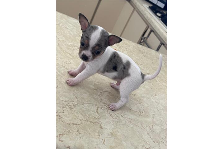 Chihuahua  Puerto Rico