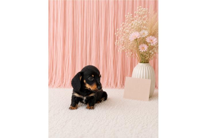 Dachshund nene black tan  Puerto Rico