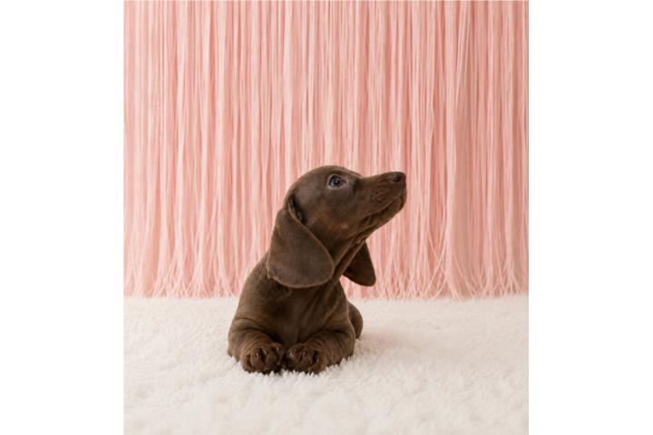 Dachshund Isabela nene  Puerto Rico