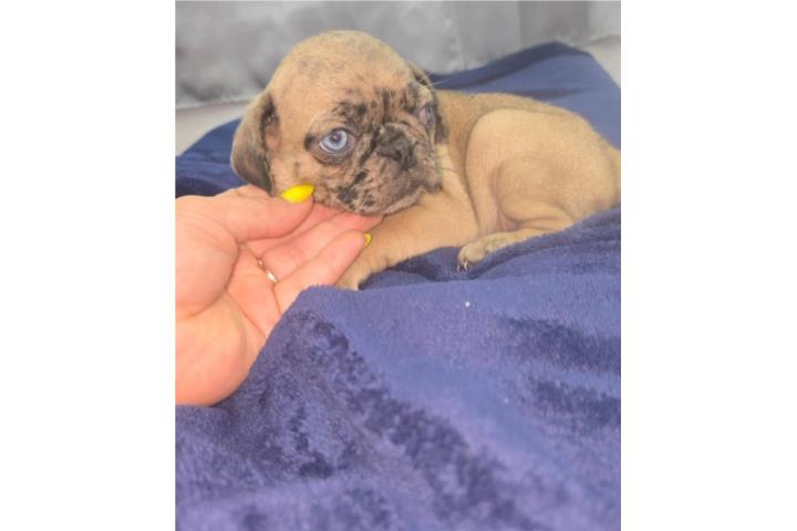 Pug Puerto Rico