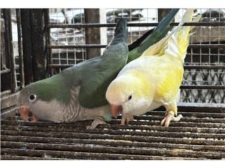 Pareja de quaker cremino  Puerto Rico