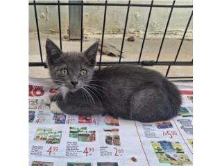 Gatita bebé gris Puerto Rico