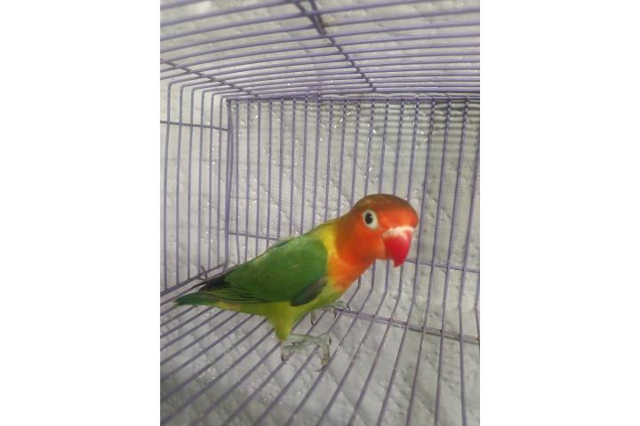 Lovebird hembra  Puerto Rico