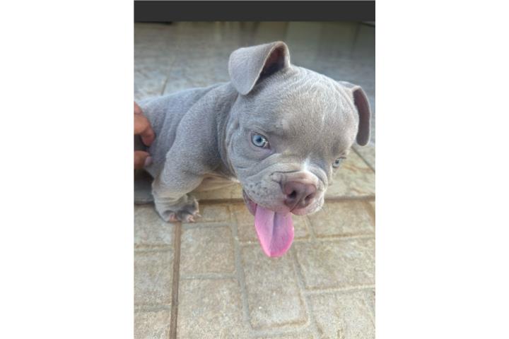 MICRO BULLY (PLAYBOY) Puerto Rico