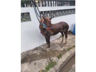 Pony manso d kitrin y muntar Puerto Rico