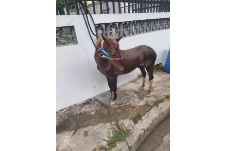 Pony manso d kitrin y muntar Puerto Rico