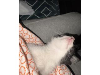 Gatito bebé blanco y negro  Puerto Rico