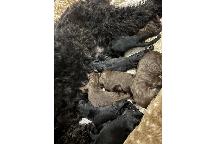 Poodles Standard  Puerto Rico