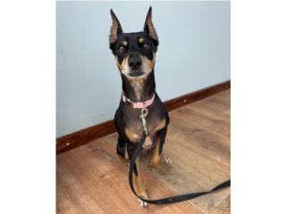 Perrita Pinscher miniatura en adopción Puerto Rico