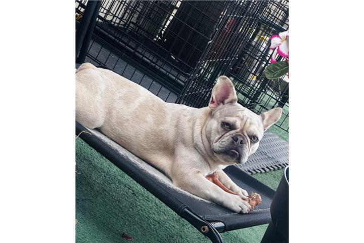 French Bulldog Puerto Rico
