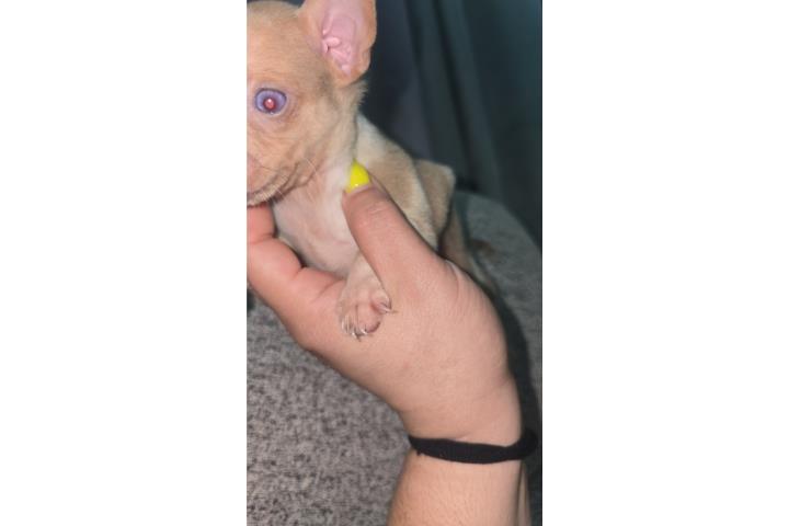 Chihuahua  Puerto Rico