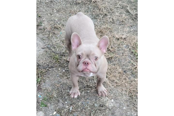 French Bulldog Hembra Adulta  Puerto Rico