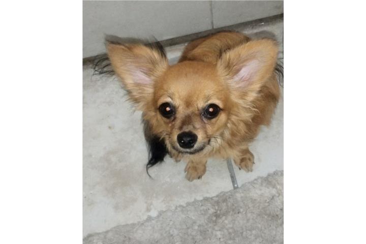Chihuahua long hair bello pelaje Puerto Rico
