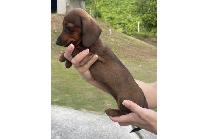Salchichas hembras disponibles mini Puerto Rico