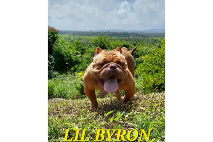 American Bully  Puerto Rico