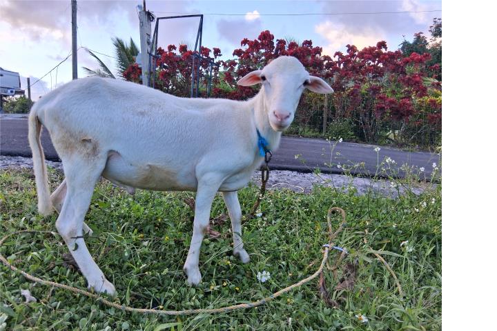Ovejo joven Puerto Rico