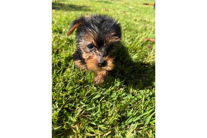 Yorkie toy hembra Puerto Rico