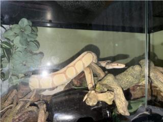 Ball python con habitat incluido Puerto Rico