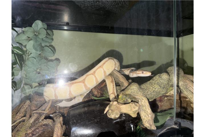 Ball python con habitat incluido Puerto Rico