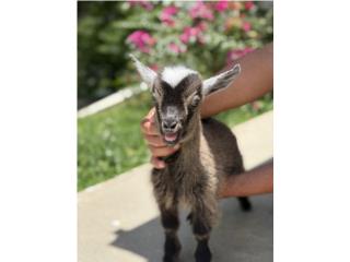 Cabrito Mini Macho  Puerto Rico