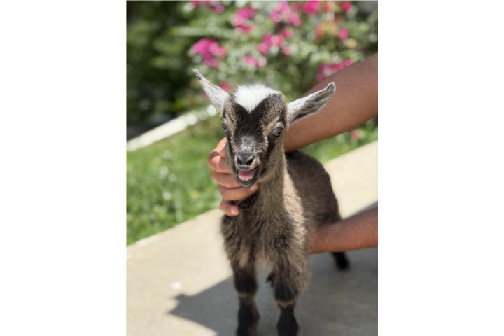 Cabrito Mini Macho  Puerto Rico