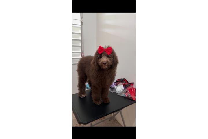 Goldendoodle Puerto Rico