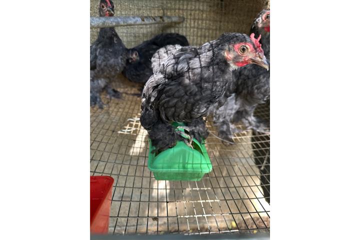 Pollitos gallinas Cochin enanas Puerto Rico