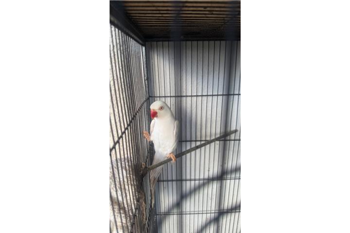 Ringneck Hembra  Puerto Rico