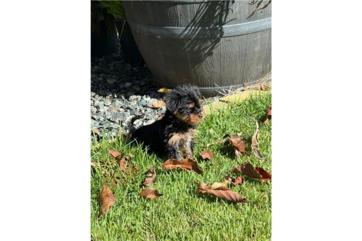 Morkie toy! Hembra y macho Puerto Rico