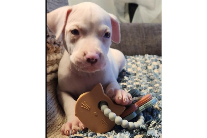 Pitbull  Puerto Rico