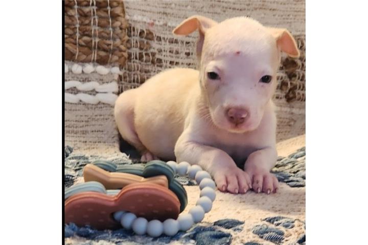 Pitbull  Puerto Rico