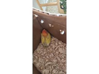 Lovebird Puerto Rico