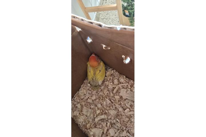 Lovebird Puerto Rico