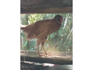 Faisanes Ringneck Macho Bronze  Puerto Rico