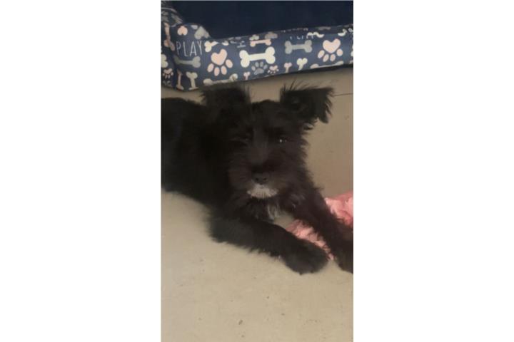 Schnauzer  Puerto Rico