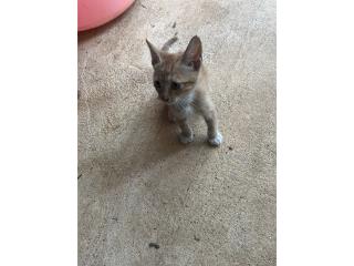 Gatito de 2 meses y medio con primeras vacuna Puerto Rico
