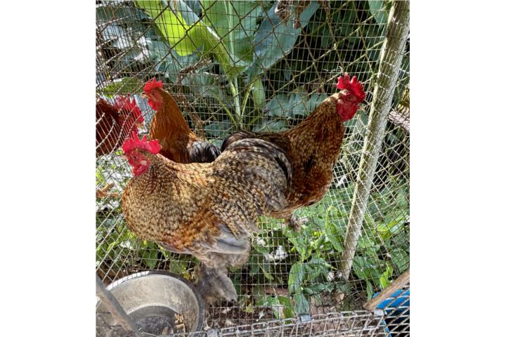 Gallos cochin enanos Puerto Rico