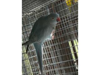 Ringneck azul adulta hembra  Puerto Rico