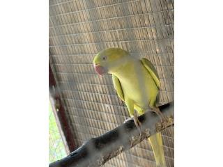 Ringneck verde cinnamon adulta Puerto Rico