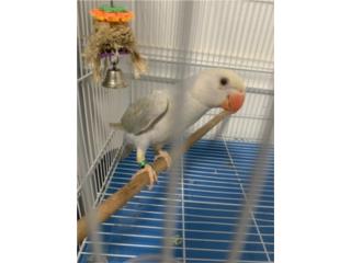 ringneck violeta cinnamon en turquesa  Puerto Rico