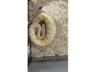 Ball Python albino macho  Puerto Rico