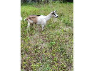 Cabras alpinas grande  Puerto Rico