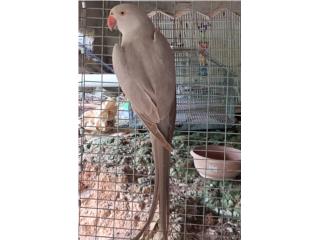 Ringneck hembra cinnamond ready  Puerto Rico