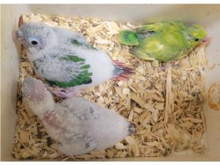 GREENCHECK BEBES Y PARROTLET HAND FEED , Mascotas Puerto Rico