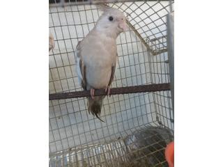 COCKATIEL W/F HEMBRA  Puerto Rico