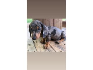 Dachshund - Hermoso salchicha dapple Puerto Rico