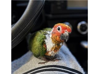 Sun Conure - Red Factor Puerto Rico